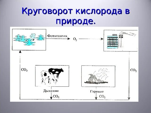 Круговорот кислорода процессы. Схемы циклов кислорода. Кислород в природе схема. Круговорот кислорода в природе. Круговорот кислорода в природе схема.