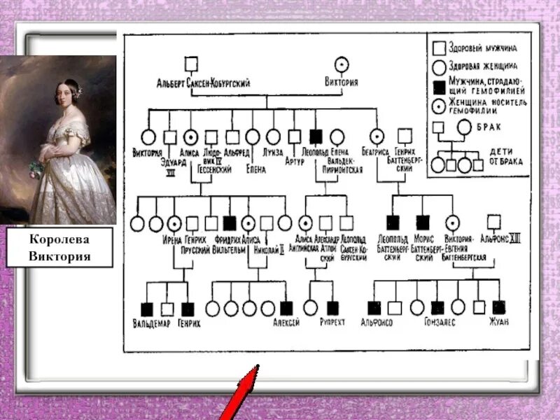 Древо королевской семьи великобритании от королевы виктории. Родство королевы виктории. Родословная королевы виктории наследование гемофилии. Родословная королевы виктории наследование гемофилии. Родство королевы виктории.