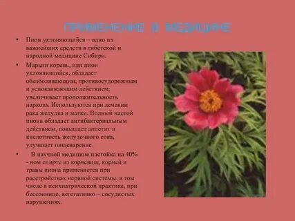 Пион уклоняющийся описание