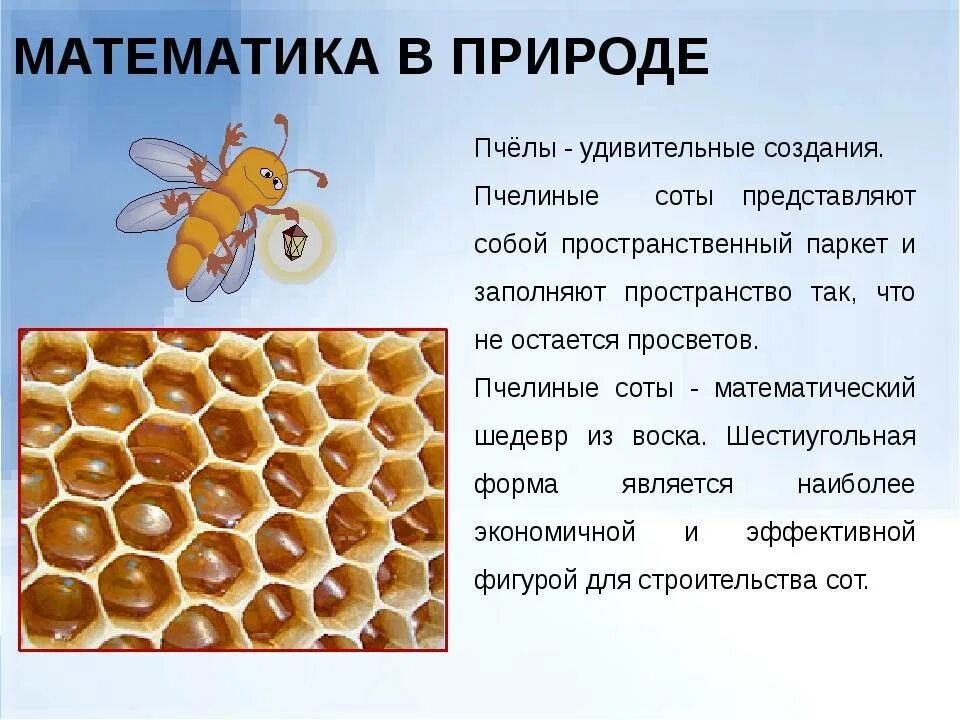 Из чего состоит пчелиный
