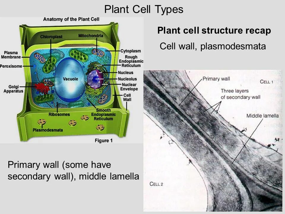 Plant Cell Wall, Primary, secondary. Cell Wall Primary secondary. Плазмодесма. Plant Cell Wall Types.