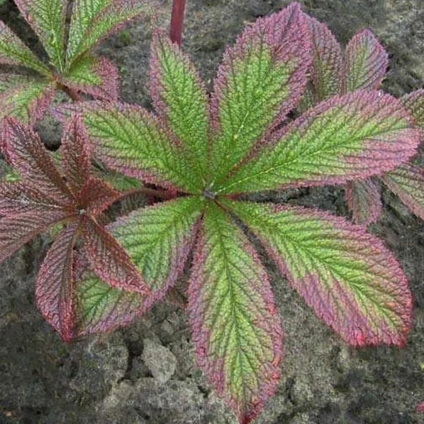 Роджерсия виды и сорта. Роджерсия cherry blush. роджерсия генрици. роджерсия aesculifolia. роджерсия подофилловая.