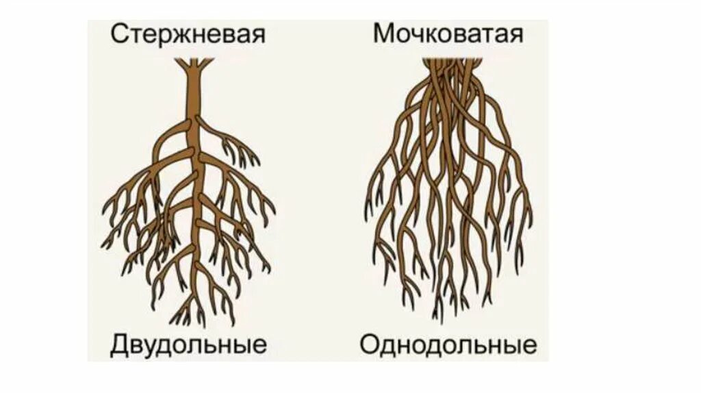 Корни двудольных и однодольных растений. Стержневая и мочковатая корневая система. Стержневая корневая система и мочковатая корневая. Мочковатая корневая система у однодольных. Стержневая корневая система у двудольных.