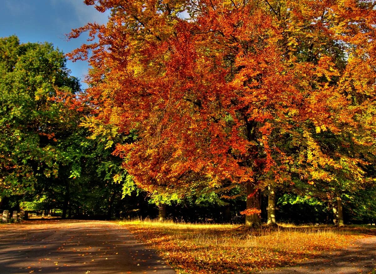 Осеннее дерево. Осень сентябрь. Времена года осень. Деревья в октябре. 2 сентября осень