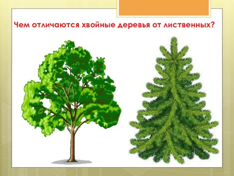 Хвойные для детей. Дерево лиственное и хвоные. Лиственные и хвойные деревья. Хвойные деревья для детей. Хвойныеи листаеннве деревья.