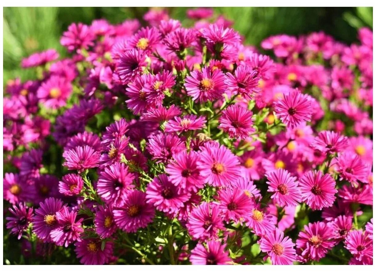 Многолетние цветы 30 см высотой. Aster dumosus Jenny.