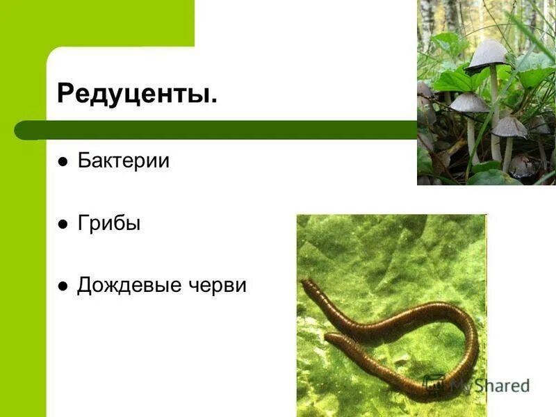Презентация на тему: "Биотическая структура экосистемы Занятие по экологии Метод