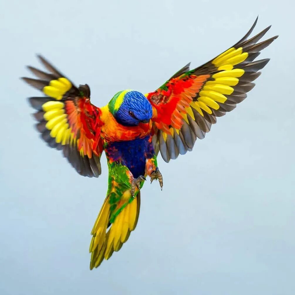 Большой цветной попугай. Лорикет попугай. Попугай Радужный лорикет. Австралийский лорикет. Многоцветный лорикет попугай.