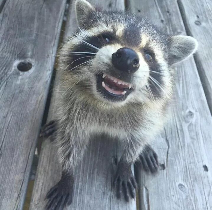 ракун. улыбка енота. енот полоскун улыбается. енот ракун. улыбка енота.