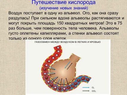 Кислород поступает в альвеолы
