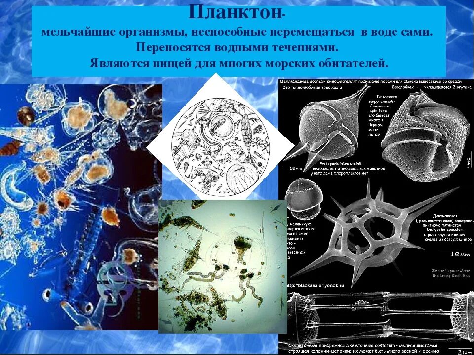 Фитопланктон виды. Планктон классификация. Газовые вакуоли планктона. Кефтеме планктон. ВДНХ планктон 29.