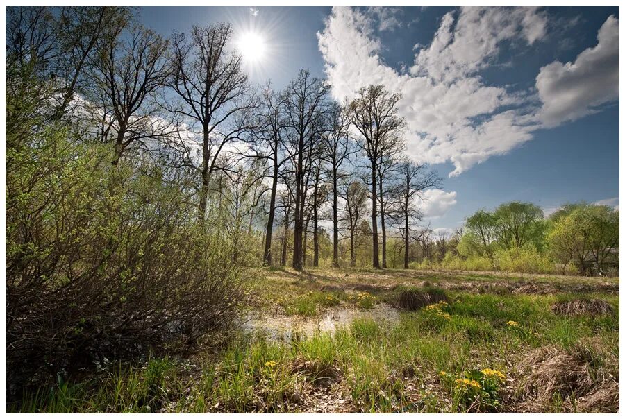 соловей в саду. весенний лес. птицы в яблоневом саду. лесная поляна дождь. соловей птичка певчая.