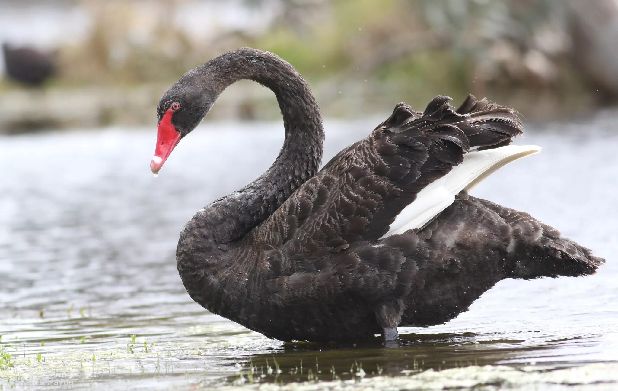 Красный лебедь. The Black Swan (Cygnus atratus). Черный лебедь Австралия. Животные Австралии черный лебедь. Черный лебедь красная книга.