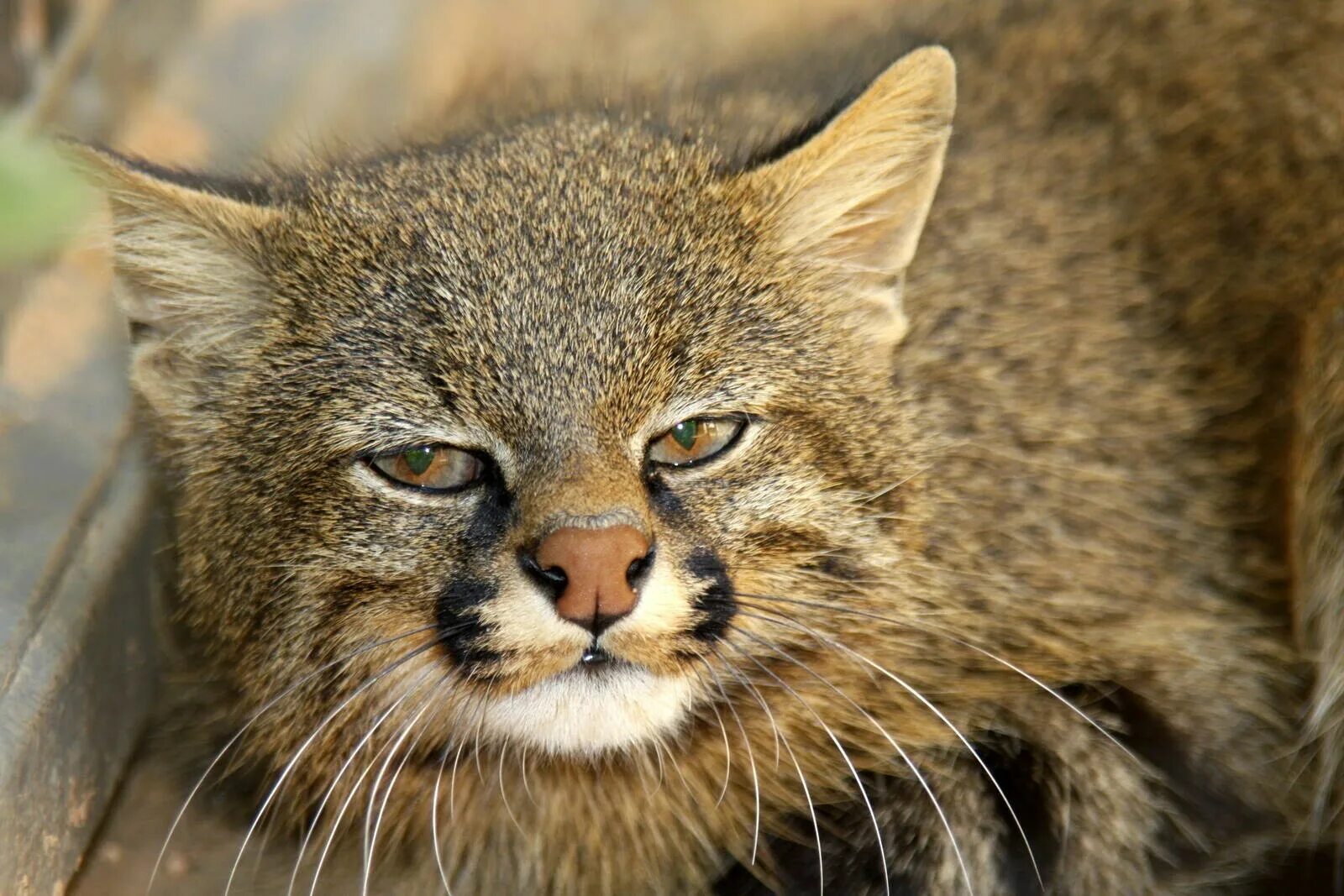 Пампасская кошка. Пампасская кошка Южной Америки. Пампасская кошка (leopardus COLOCOLO). Пампасская кошка (leopardus Pajeros),.