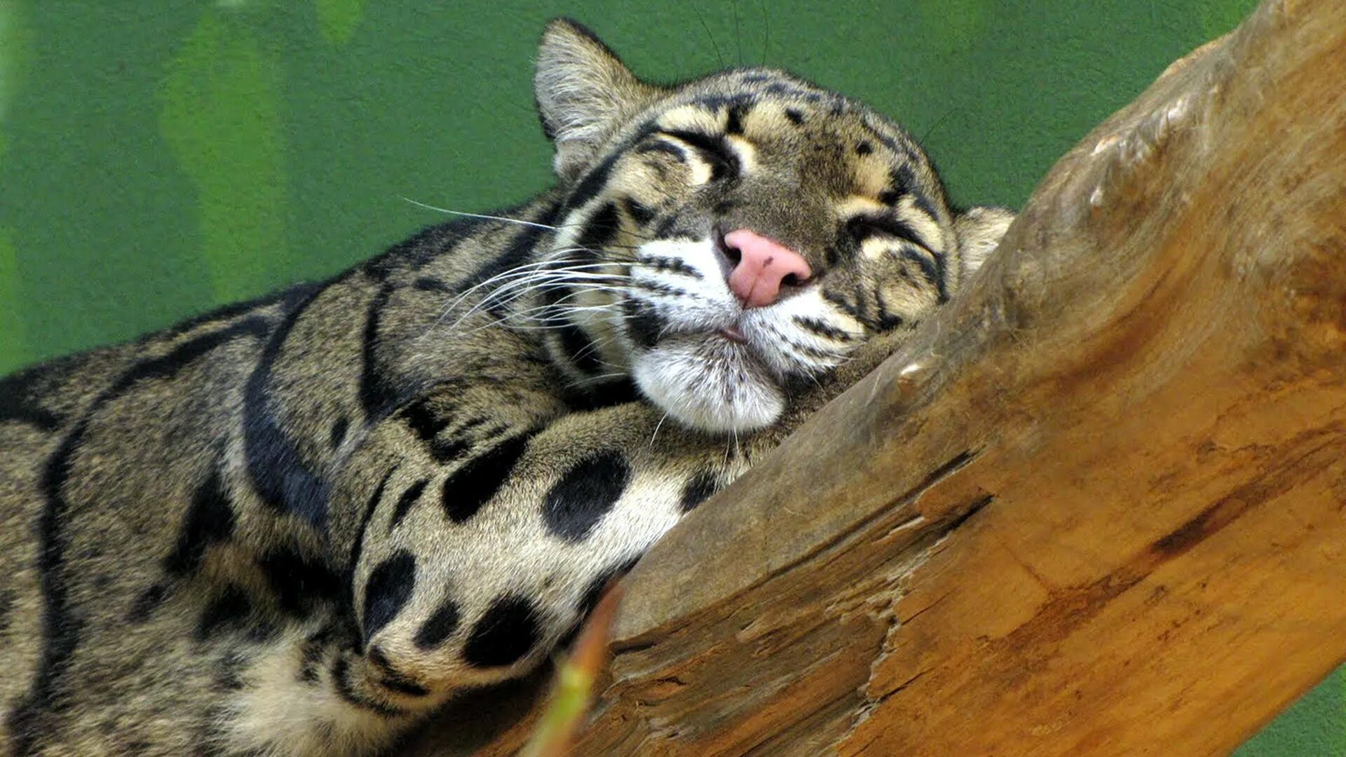 Clouded leopard