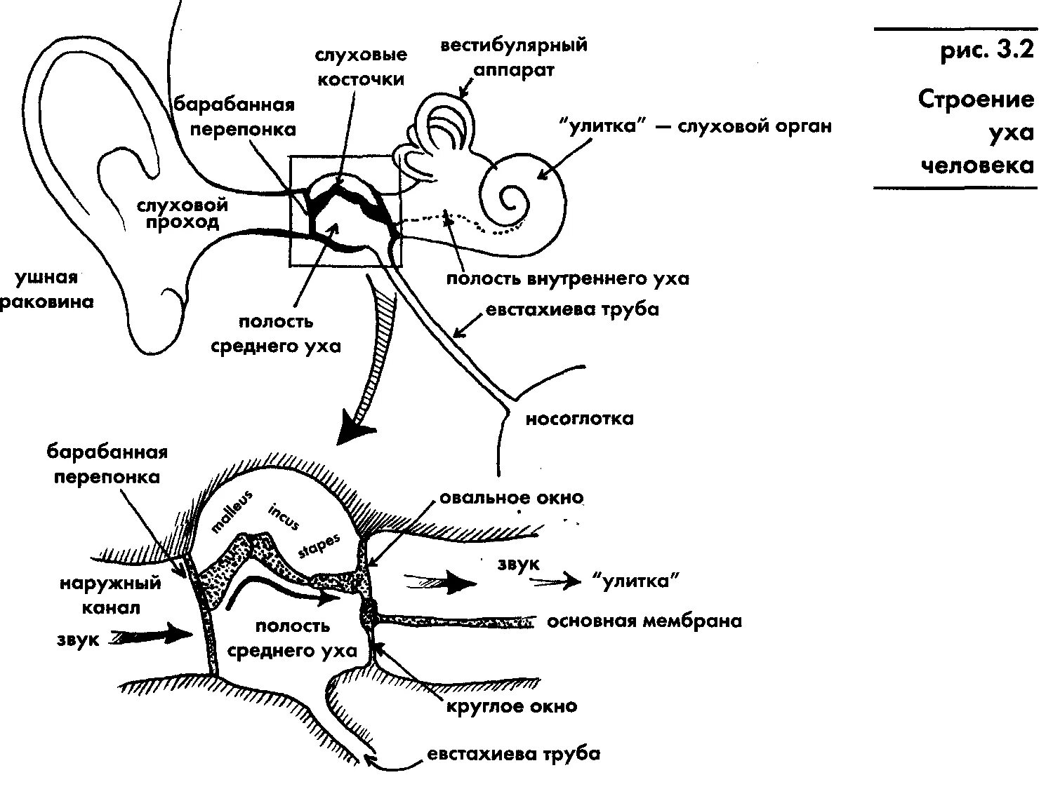 Периферический вестибулярный аппарат. Строение слухового анализатора анализатора. Схематическое строение слухового анализатора. Схема слухового анализатора анатомия. Структуры слухового анализатора и вестибулярного аппарата.