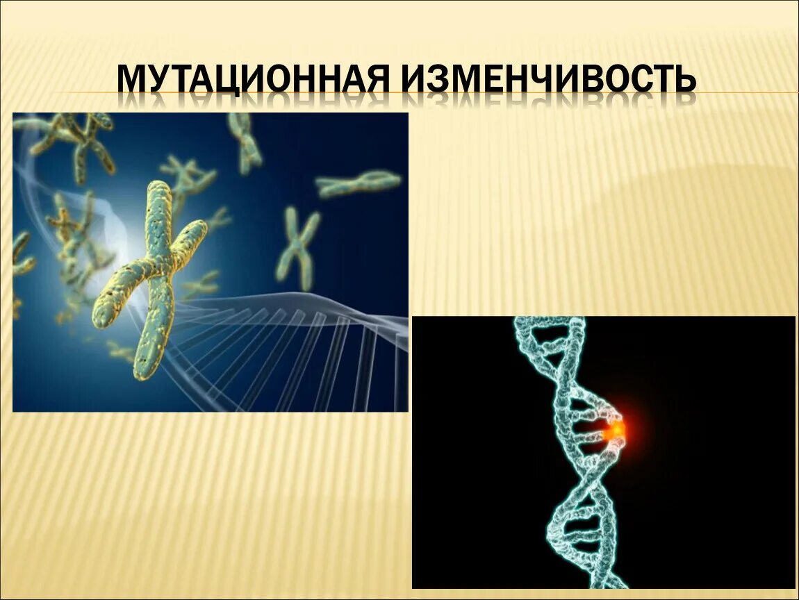 Мутационное изменение организма. Мутационный процесс это в биологии 9 класс. Мутационная изменчивость 9 класс. Мутационная изменчивость презентация. Мутация это в биологии.