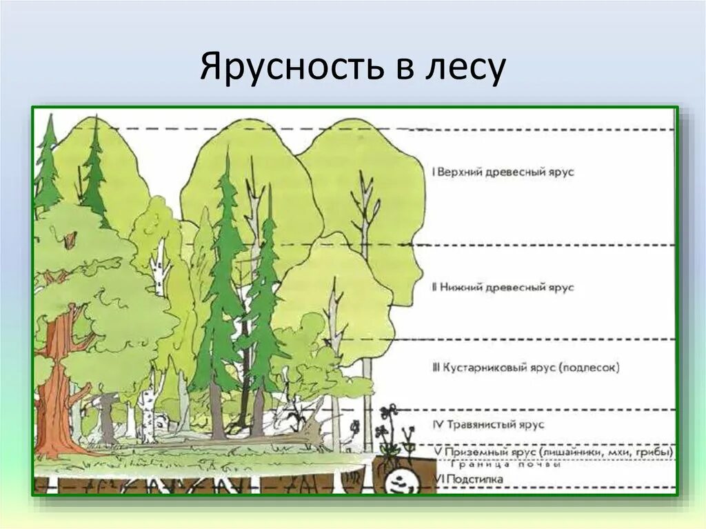 Растительное сообщество леса 7 класс биология. Ярусность древостоя леса. Ярусы леса схема. Ярусность смешанного леса. Ярусность растительного сообщества схема.