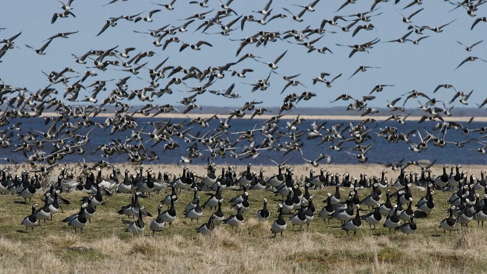 Гусей крикливых караван. Водоплавающие птицы канады. Кряква перелетная птица. Утка кряква перелётная птица. Перелетные птицы утки клин.