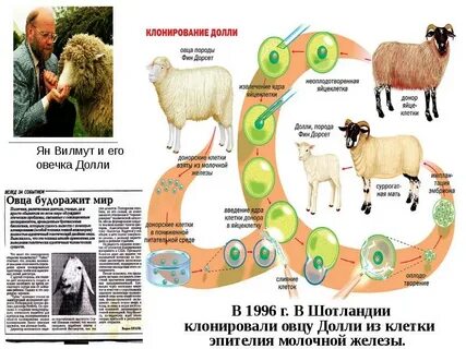Клонирование долли биология