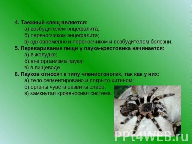 Переваривание пищи у пауков осуществляется. Представитель паукообразных таежный клещ является. переваривание пищи паукообразных. переваривание пищи у паука-крестовика начинается. таежный клещ класс.