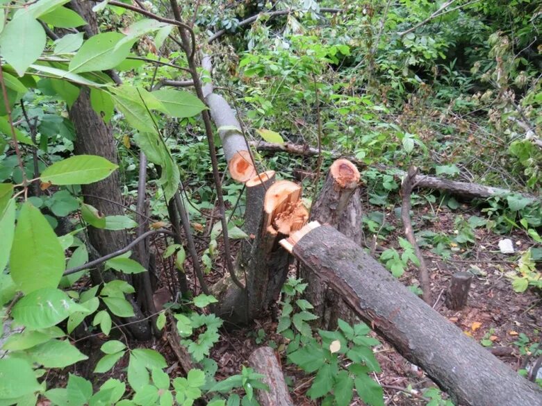 Спилили дерево с террористом. Срубленные деревья. Спиливать опасное дерево на участке. Деревья Томской области. Вырубка деревьев в Балатовском парке.