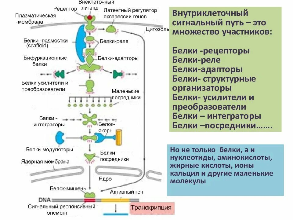 Транспорт белков внутриклеточный. Gi белок сигнальный путь. Межклеточная и внутриклеточная сигнализация. Внутриклеточные белки.