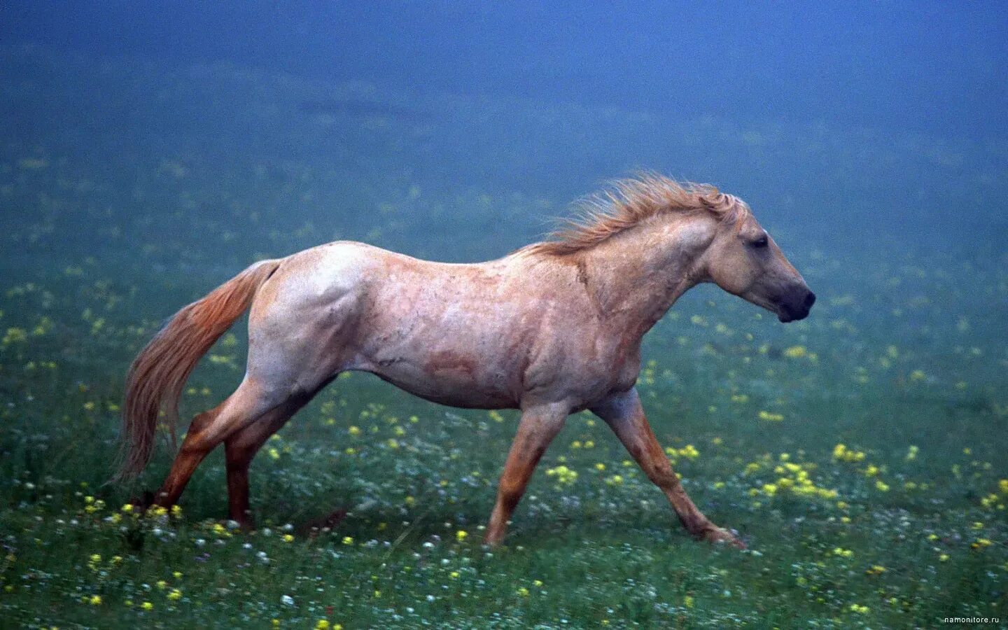 A horse is an animal. Лошадь. Конь бежит. Бег лошадей. Самые красивые лошади.