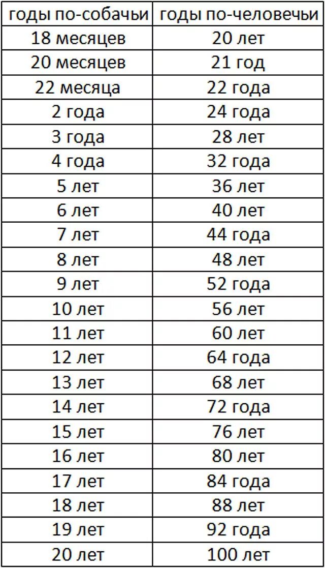 Собака по человеческому возрасту. Собака 13 лет Возраст по человеческим меркам таблица. 4 Месяца собаке по человеческим меркам это сколько лет таблица. Сколько лет собаке по человеческим меркам 2 года. Сколько лет собаке по человеческим меркам 3 года.