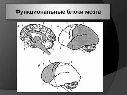 Головной блок