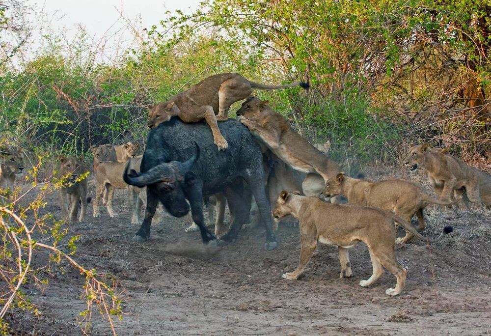 Нападение льва львов. Гиены нападают на буйвола. Львица охотится.