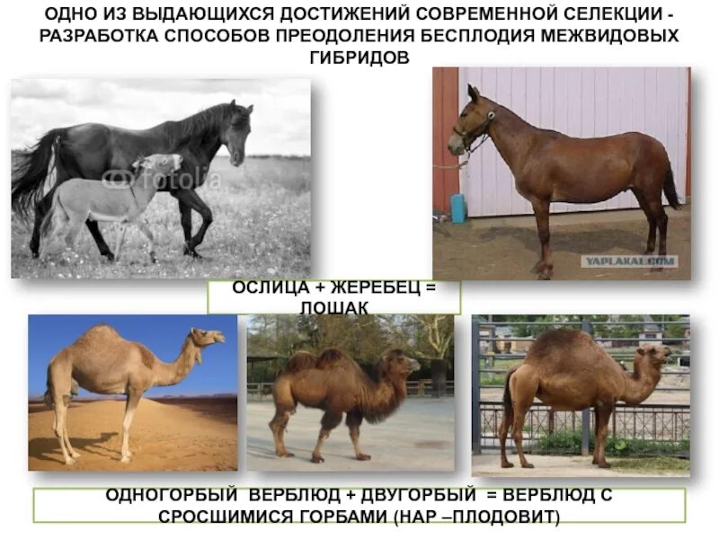 Достижения современной селекции животных биология 9. Достижения современной селекции. Методы выведения новых пород животных. Достижения селекции животных. Гибриды как правило бесплодны