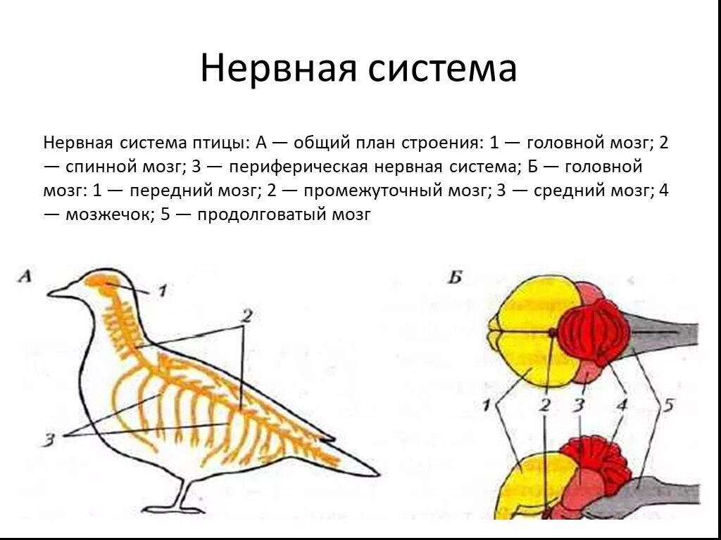 Нервная система птиц схема. Нервная система птиц. Нервная система птиц строение головного мозга. Нервная система птиц схема 7 класс.