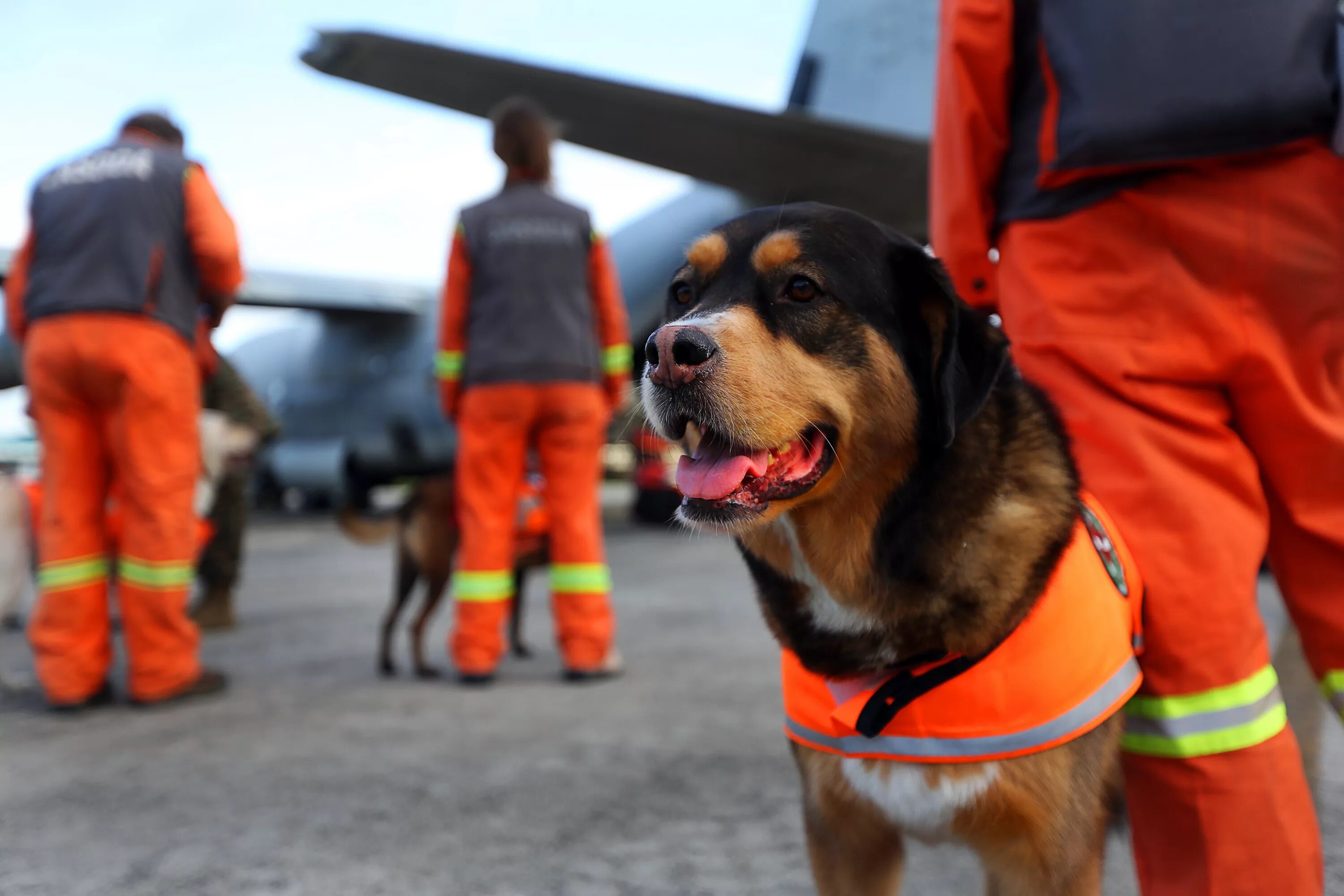 Собаки спасатели. Собаки МЧС. Собаки спасатели МЧС. Поисково-спасательная служба собак.
