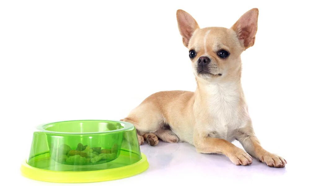 Можно ли давать сыр чихуахуа. Чихуахуа. чихуахуа мини. чихуахуа chihuahua блюдо. рацион собаки чихуахуа.