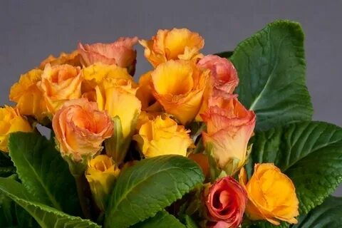 Примула махровая семена