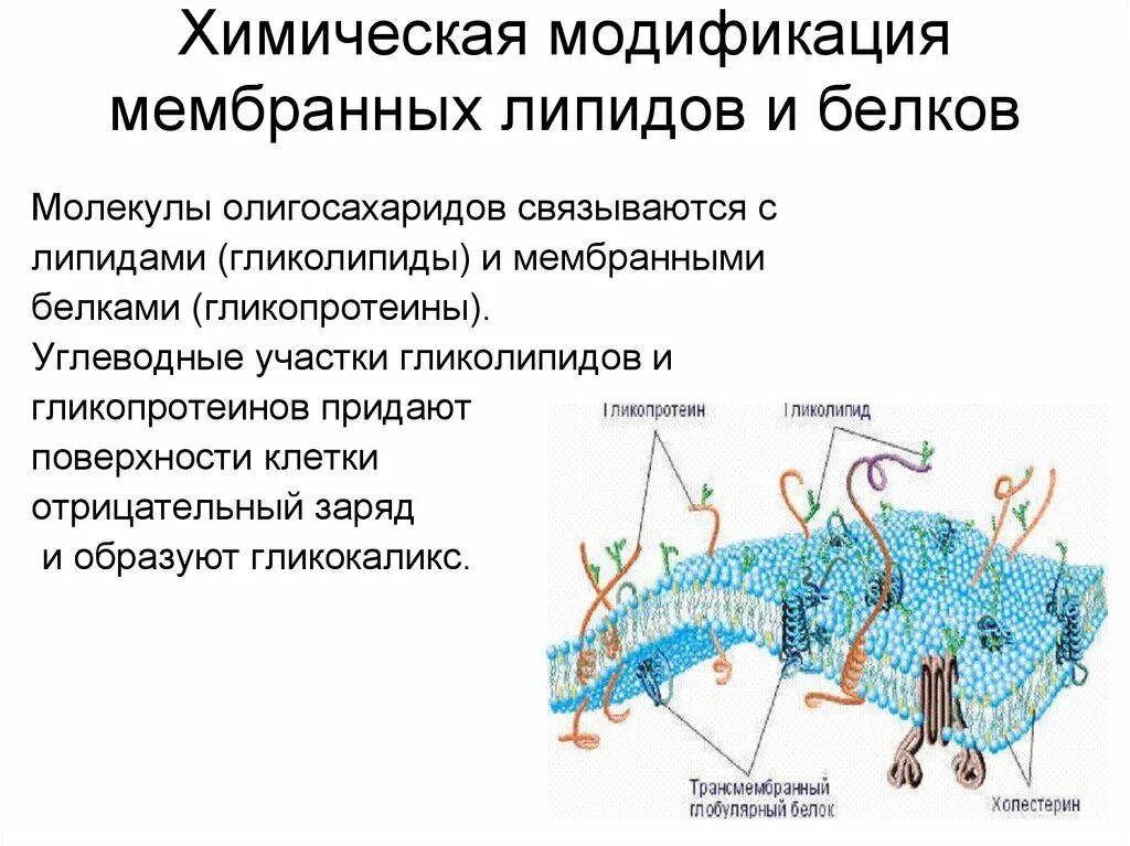 Биохимия мембран. Мембранные липиды мембранные белки. Модификация липидов, белков. Биологические мембраны: белки и липиды. Гликолипиды и белки мембран.