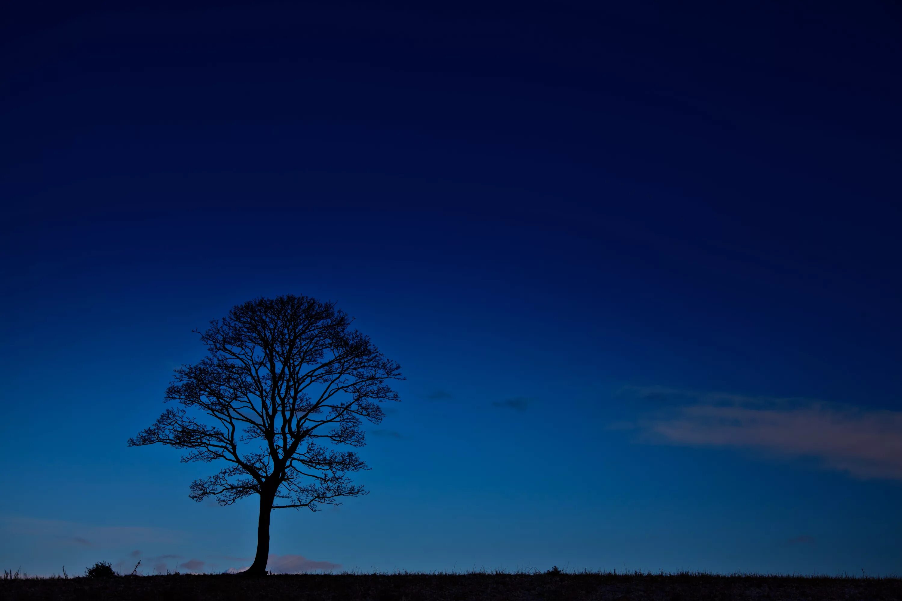 Дерево ночью. Одинокое дерево ночью. Мистический фон. Дерево ночью. Дерево ночью.