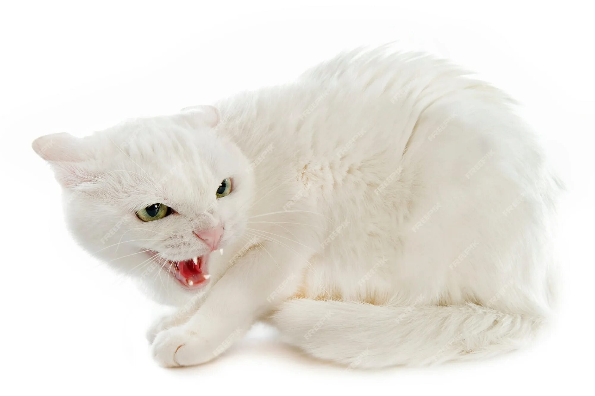 Котенок шипит на взрослого кота. Сниться шипящая. Сниться шипящая. Кошка кусается. Змеи.