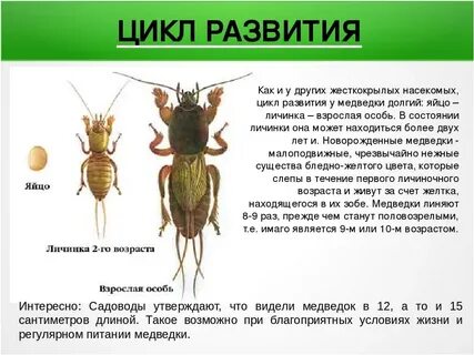 Размеры взрослой особи