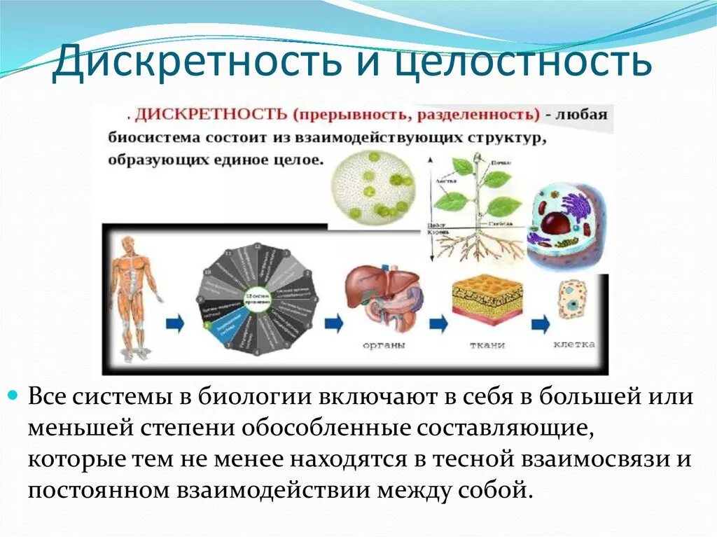 Любая живая система. Дискретность и целостность в биологии. Дискретность живых организмов это. Дискретность и целостность в биологии примеры. Свойства живых организмов дискретность.