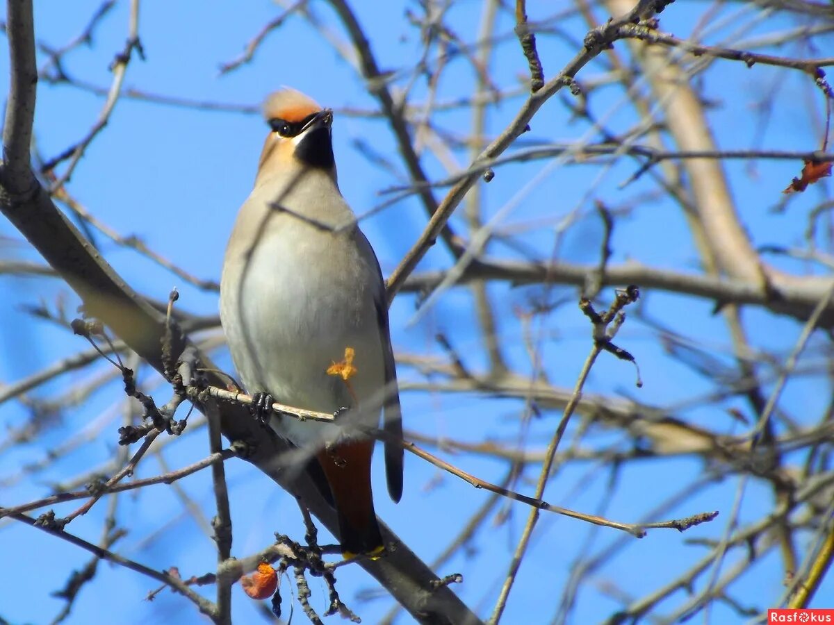 свиристель перелетная. свиристели перелетные или неперелетные. дрозд свиристель крымский. свиристели перелетные или неперелетные. амурский свиристель.