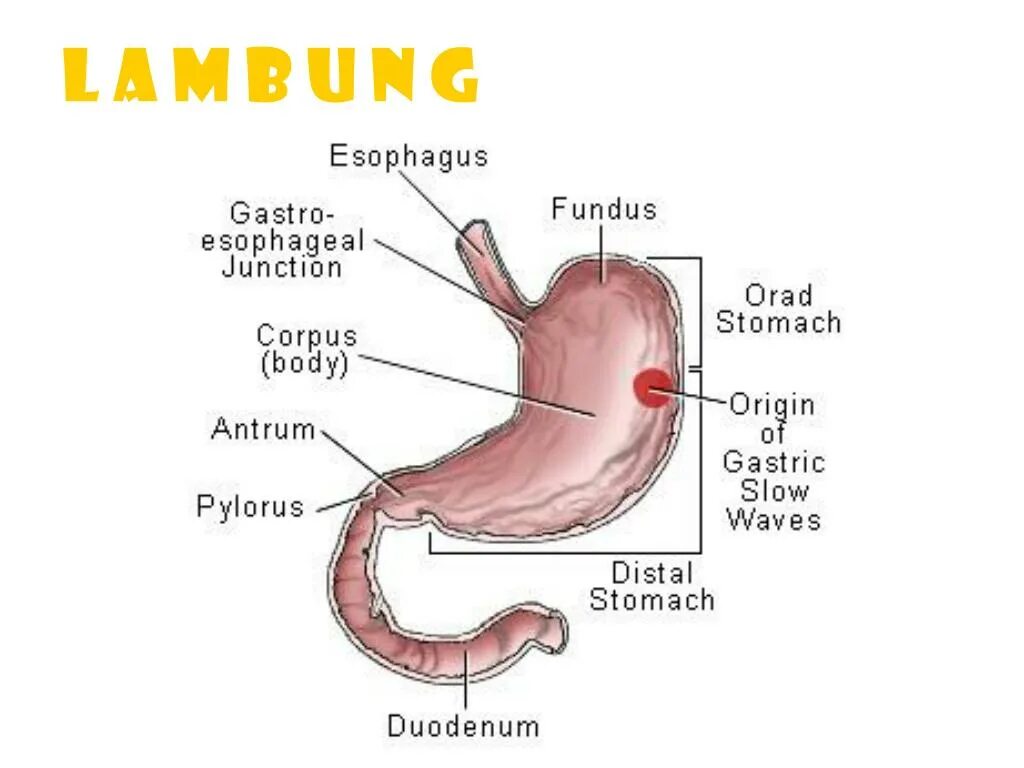 Гастро это. Duodenum. Как сделать гастроцыфру. Гастро.