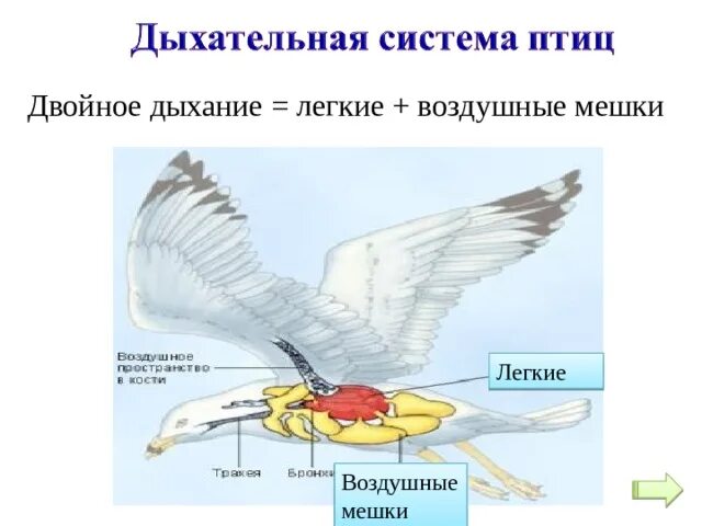 Какую функцию выполняют воздушные мешки. Схема двойного дыхания у птиц. Механизм дыхания птиц. Механизм двойного дыхания у птиц. Двойное дыхание у птиц птиц.