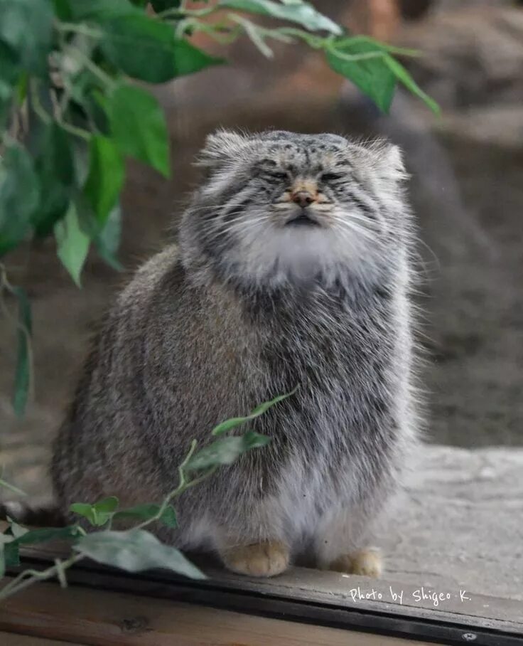 Манул кошачий. Сибирский манул. лесной кот манул. манул (палласов кот). манул и тигр.