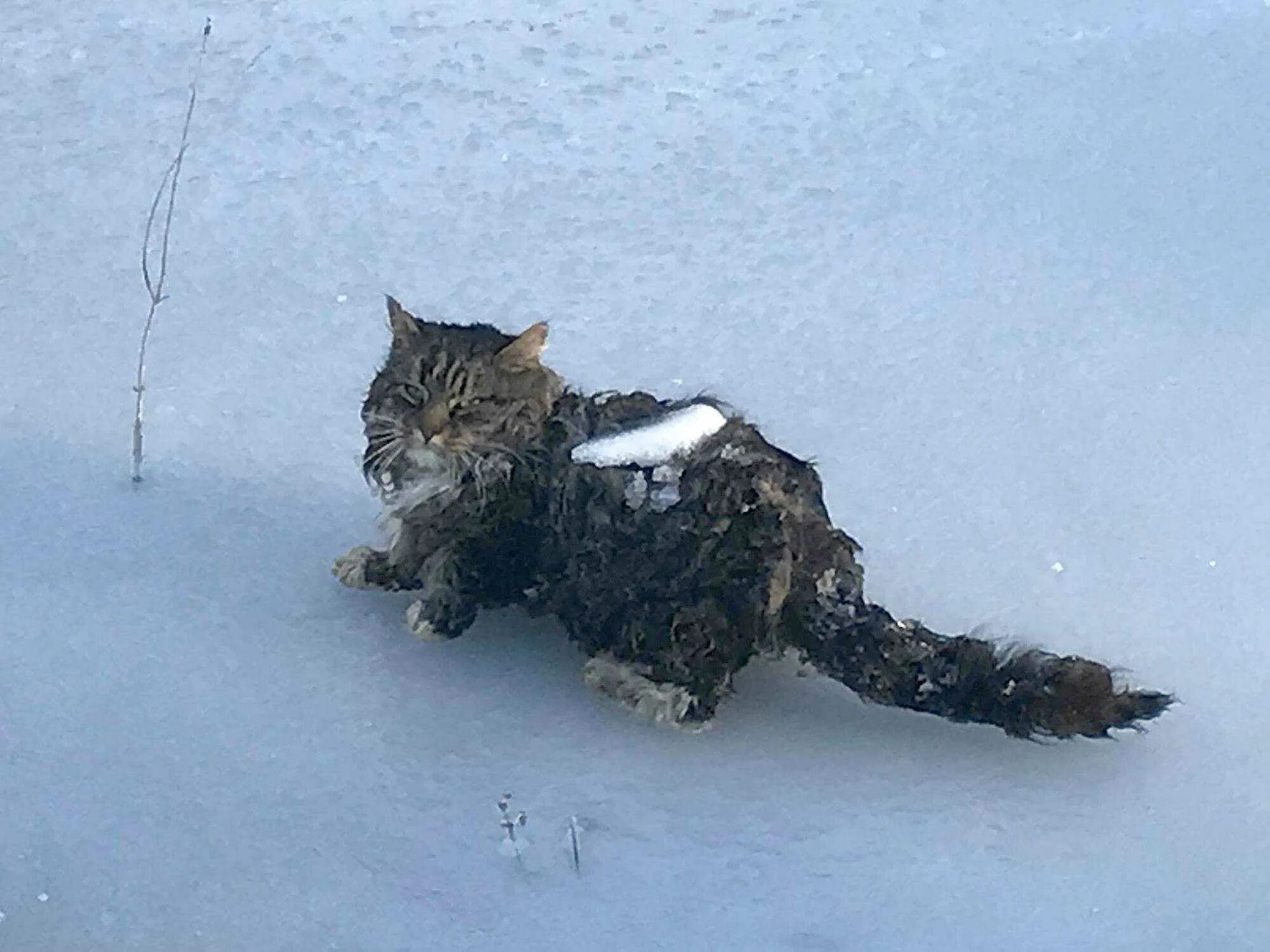 Рассказы о животных в реальной жизни. Замерзший котенок. Бездомный щенок. Кот замерз. Замирать кошку.