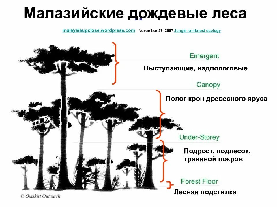 Охарактеризуйте роль ярусного размещения видов в биогеоценозе. Ярусность тропического леса. Структура леса. Ярусы растительного сообщества. Структура тропического леса.