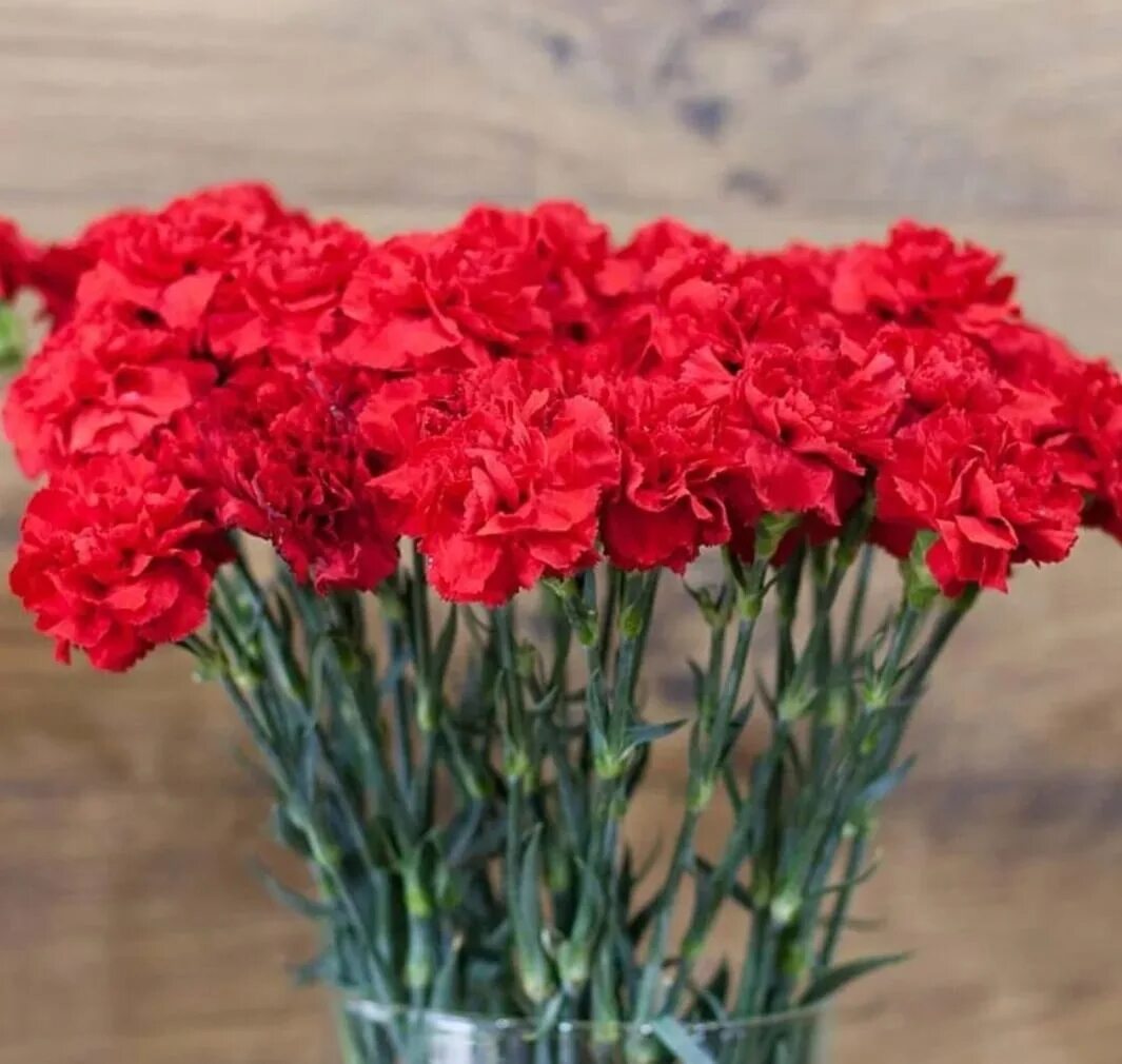 Гвоздика много. Диантус гвоздика цветок. dianthus red гвоздика. диантус корвет. гвоздика ампельная красная.