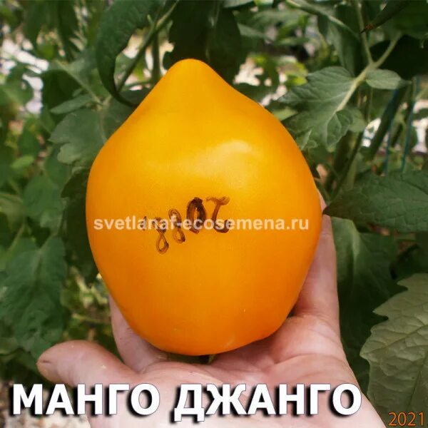 Манго томат описание сорта. Томат манго джанго. томат манго джанго биотехника. помидоры сорт манго джанго. семена помидор манго.