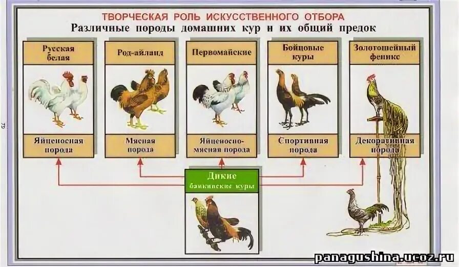 Роль искусственного отбора. Роль искусственного отбора